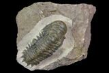 Crotalocephalina Trilobite - Atchana, Morocco #85956-3